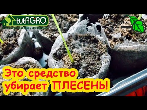 Видео: БЕЛЫЙ НАЛЕТ и ПЛЕСЕНЬ: как избавиться НАВСЕГДА. Комнатные цветы и рассада без плесени и грибков.
