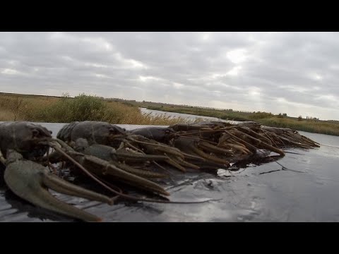 Видео: НУ И ЗВЕРЮГИ ЗАПОЛЗЛИ В РАКОЛОВКУ.РЫБАЛКА НА РАКОВ ОСЕНЬЮ.