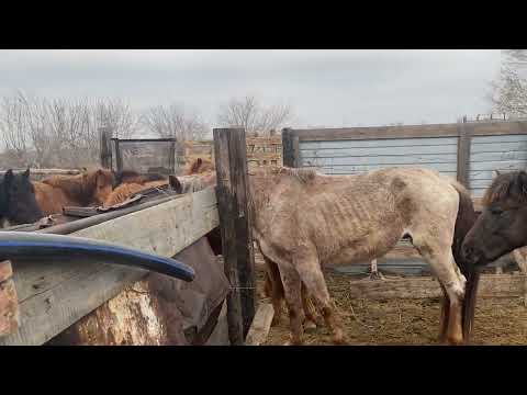 Видео: Жылкылар далаға шыкты