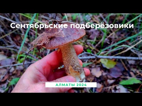 Видео: Сентябрьские грибы в Алматы