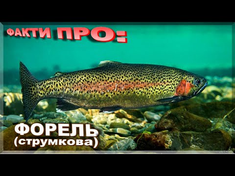 Видео: ФОРЕЛЬ (струмкова) | ЦІКАВІ ФАКТИ ПРО: ФОРЕЛЬ! | Де живе і як ловити?