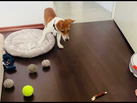 Видео: Джак Ръсел Териер/ Jack RUssell Terrier