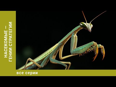 Видео: Насекомые — гении стратегии. Все Серии. Документальный Проект. Лучшие сериалы