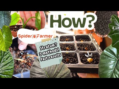 Видео: Размножение алоказии🌱 Как быстро и успешно размножить алоказию