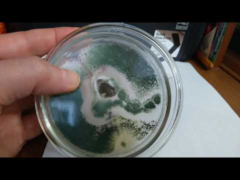 Видео: Сочетание метаризиума и триходермы.