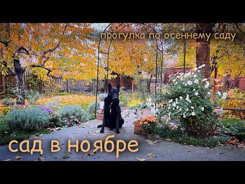 Видео: Ноябрь в саду🧡Видео для души и осеннего настроения🧡 #прогулкапосаду