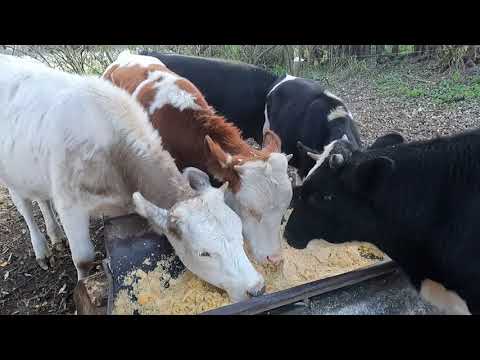 Видео: Рацион быков для отличных привесов.