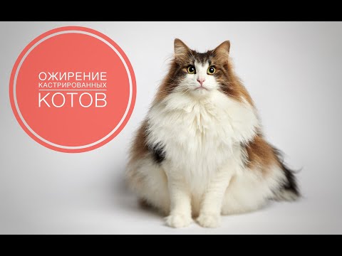 Видео: Ожирение кастрированных котов