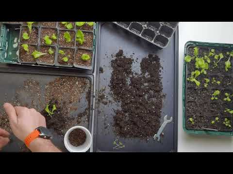Видео: Как самостоятельно сделать рассаду салата и шпината - Полный выпуск