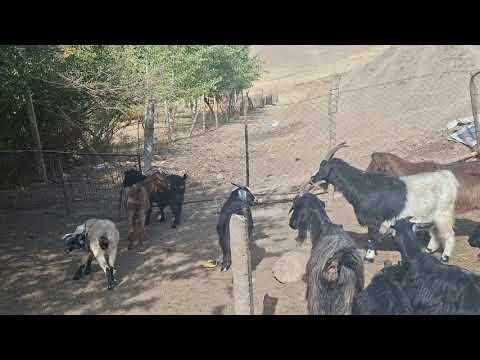 Видео: 🖐🤚стоп фурухта шуд 🤚курган