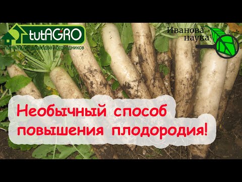 Видео: УЛУЧШЕНИЕ ПОЧВЫ БЕЗ ЛОПАТЫ И КОМПОСТА! Растения-ГЛИНОЛОМЫ!