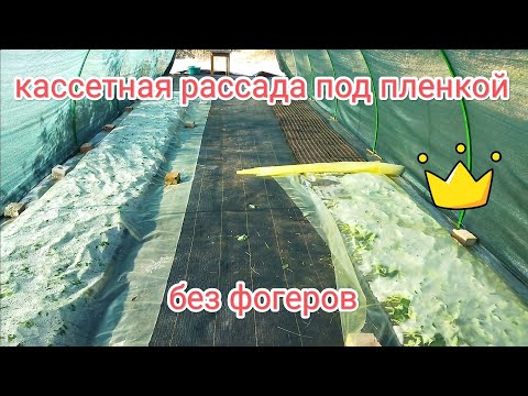 Видео: Кассетная рассада под пленкой без фогеров 