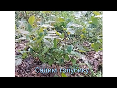 Видео: Сажаем Голубику с мужем