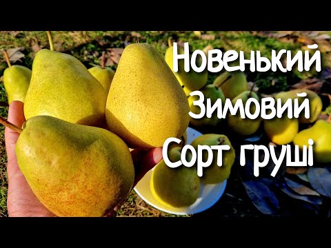 Видео: Груша Еріка