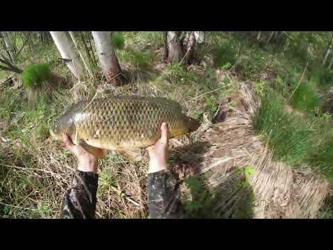 Видео: РЫБАЛКА С РОГАТКОЙ В МАЕ #79