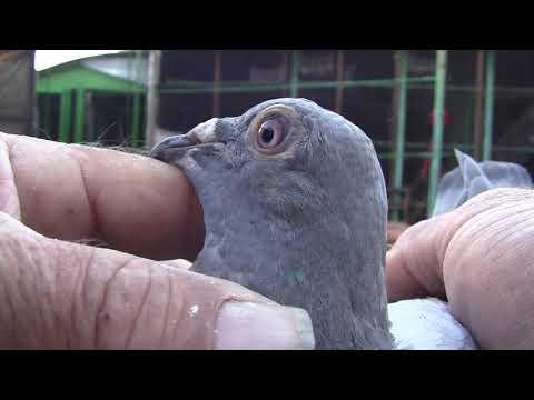 Видео: Вся технология тренировке спортивных голубят УРОК 1