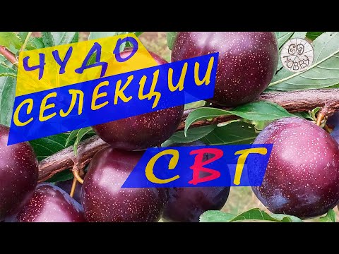 Видео: Посадил СЛИВОВО - ВИШНЁВЫЙ ГИБРИД! Результат УДИВИЛ! Посадка и уход за СВГ!