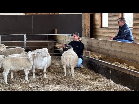 Видео: Дорпер. Белый Дорпер. Австралийский меринос.