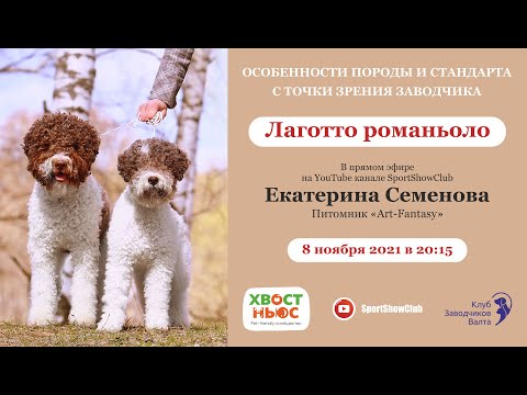 Видео: Лаготто романьоло / Екатерина Семенова. Питомник Art-Fantasy