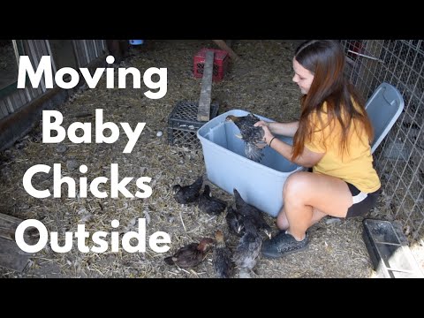 Видео: Перемещение цыплят в курятник