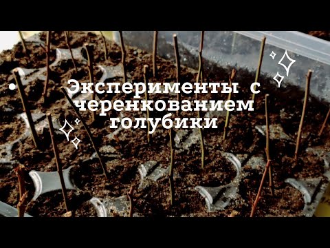 Видео: Размножение голубики черенками зимой.