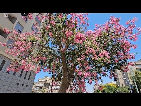 Видео: #Israel  Деревья в Израиле   Август #удивительныйизраиль 