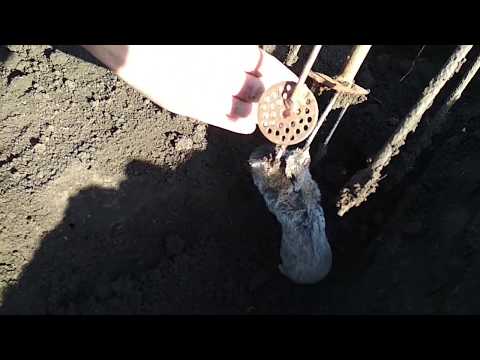 Видео: Как поймать крота с помощью самострела,результат 100% ,съемка срабатывания ловушки