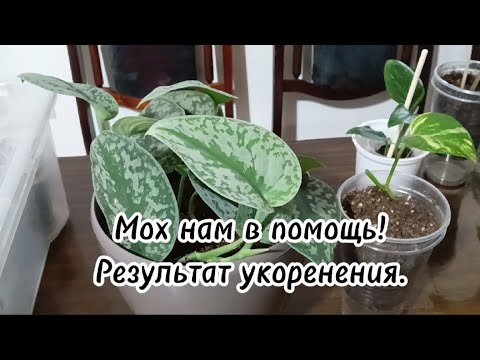 Видео: Результат укоренения сциндапсуса/эпипремнума.