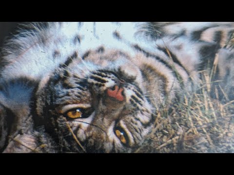 Видео: Набор для ловли рысей. #billingsleybrandlures #trapper #tratting