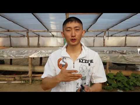 Видео: СОРТ, F1, ГМО СЕМЕНА. В чём их отличия. МИНУСЫ и ПЛЮСЫ. извините, что получилось длинное видео