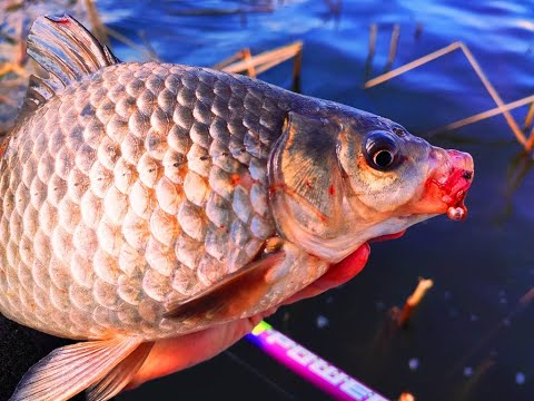 Видео: О такой Рыбалке только Мечтать. Утренняя Зорька - Ловля Карася!