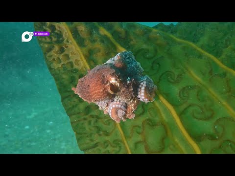 Видео: Морская / 11.01.24