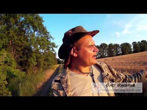 Видео: Как охотится на перепела (с чем охотится, стратегия, где искать)