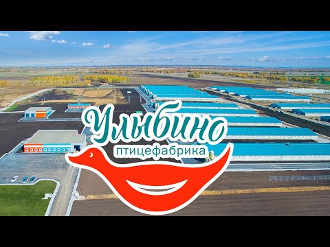 Видео: Птицефабрика Улыбино
