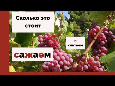 Видео: Виноград, виноделие в Испании, расходы на посадку винограда, форма виноградной лозы