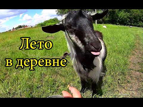 Видео: Лето в деревне. Купаемся в реке. Рыбалка. Печем блины. Деревенская жизнь. Деревенские будни #24