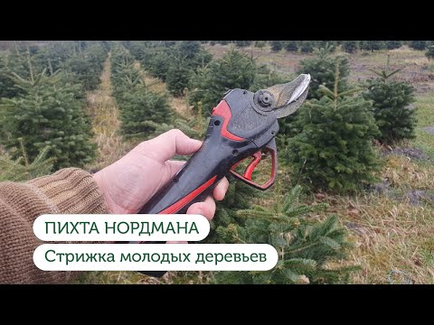 Видео: Живые елки. Дания. Пихта Нордмана. Плантация живых елок.