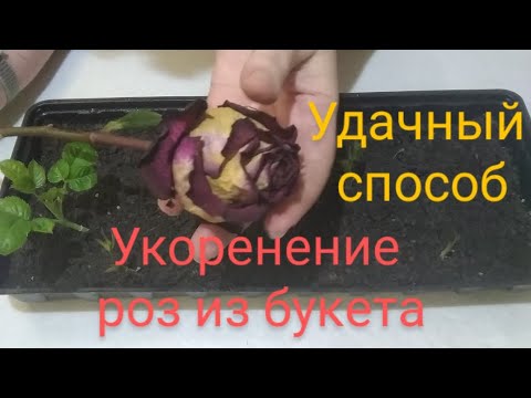 Видео: Укоренение роз из букета.