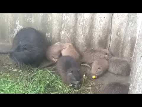 Видео: Малыши нутрии выясняют отношения