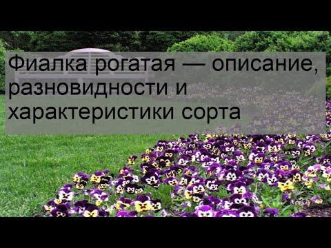 Видео: Фиалка рогатая — описание, разновидности и характеристики сорта