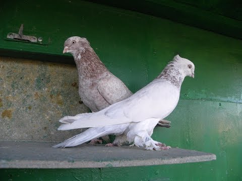Видео: Андижанские (узкочубые) голуби (фильм Олега Иванова), узбекские голуби