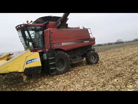 Видео: Кукурудза 2022 Феномен порадував.