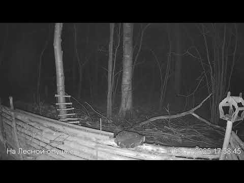 Видео: 🍂НОЯБРЬ в ЛЕСУ онлайн #Relaxing #природа #звуки леса #птицы #погода🍁