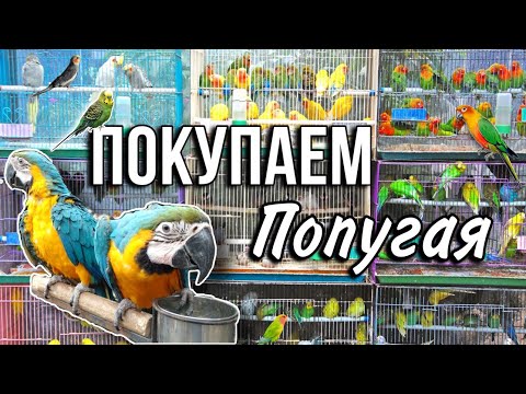 Видео: Купила попугая 🦜Огромная клетка, большие покупки, заселение | Зоомагазин, птичий рынок 🕊️