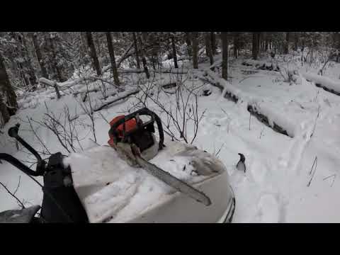 Видео: Подвела пила, но соболя добыл.