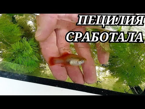 Видео: Пецилия пошла на роды! Прилично разродилась самка