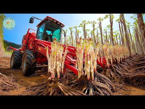 Видео: Как японские фермеры собирают горную спаржу — подземный метод