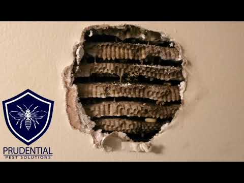 Видео: Отделка стен Желтым жакетом