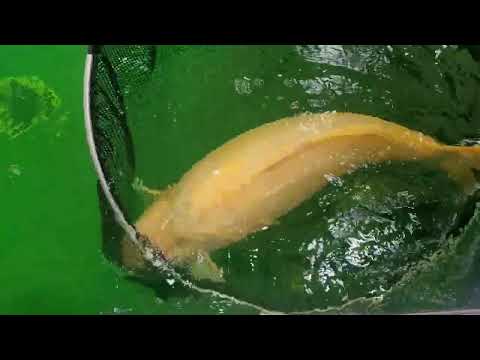 Видео: В гостях у Ромащенко Александра 2024г