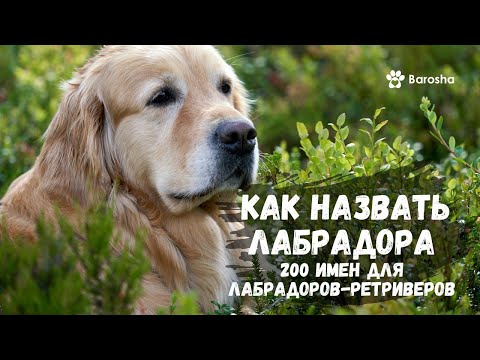 Видео: 👑 Как назвать лабрадора 👑 200 имен для лабрадоров ретриверов 👑